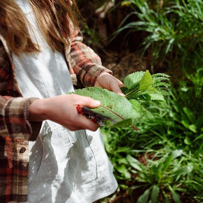 A Beginner's Guide to Foraging This Spring