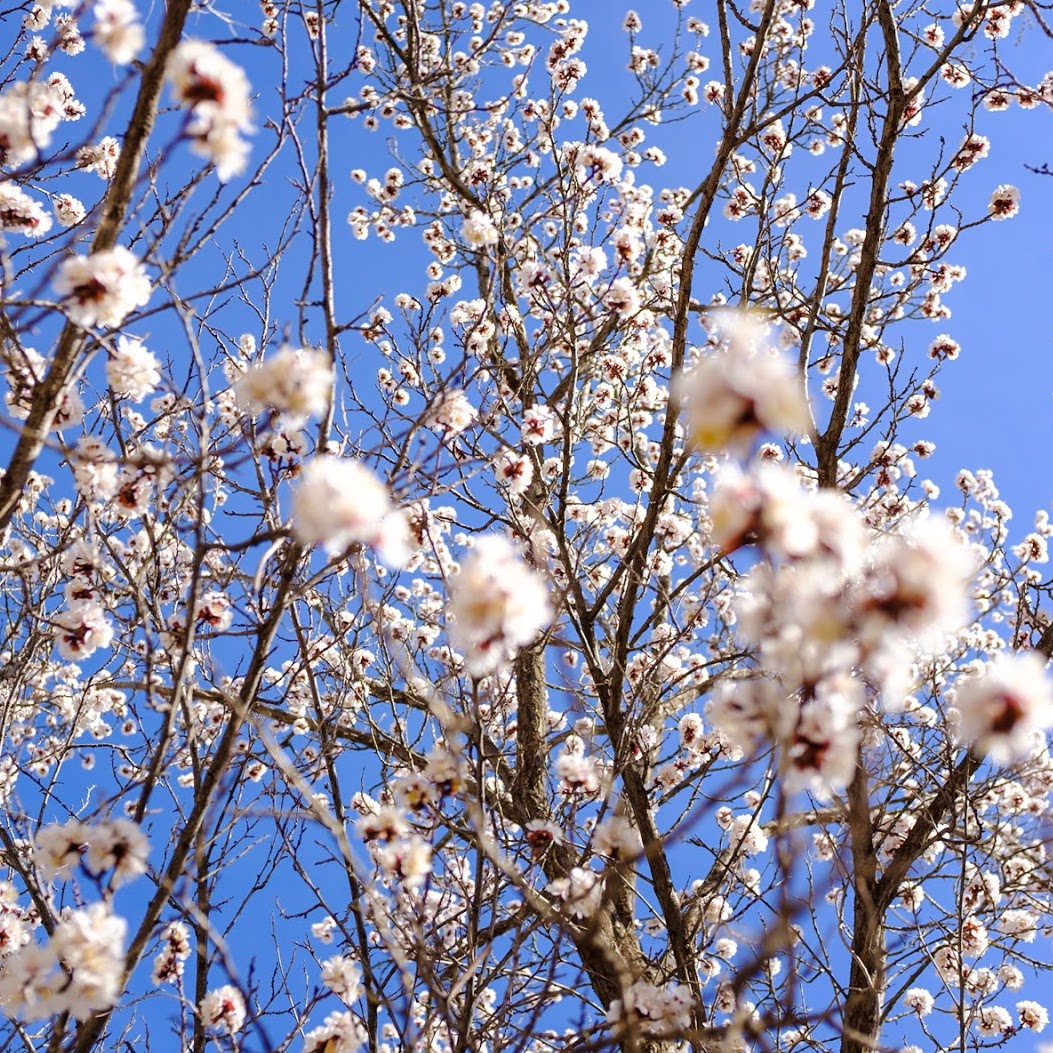 Spring Rituals