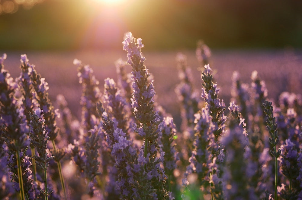 Stay Cool With These Lavender Recipes