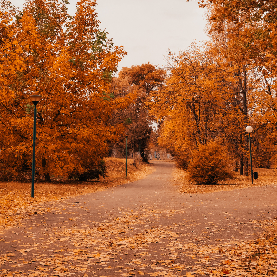 FALL SKINCARE GUIDE: 4 WAYS TO SUPPORT YOUR SKIN THIS SEASON