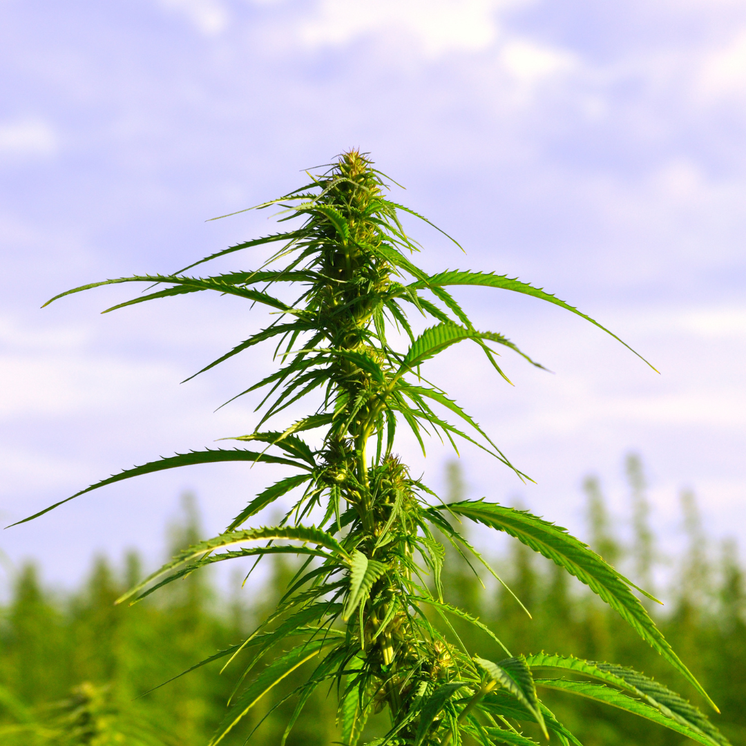 HOW AND WHY TO USE HEMP FOR YOUR PERSONAL WELLNESS