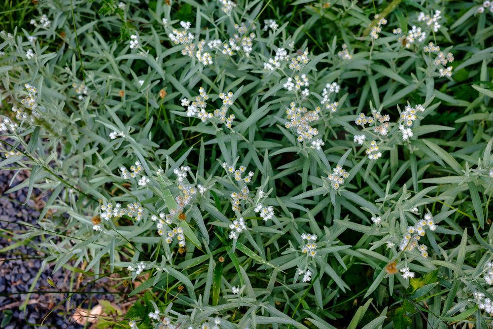 Herbs For Fire Season