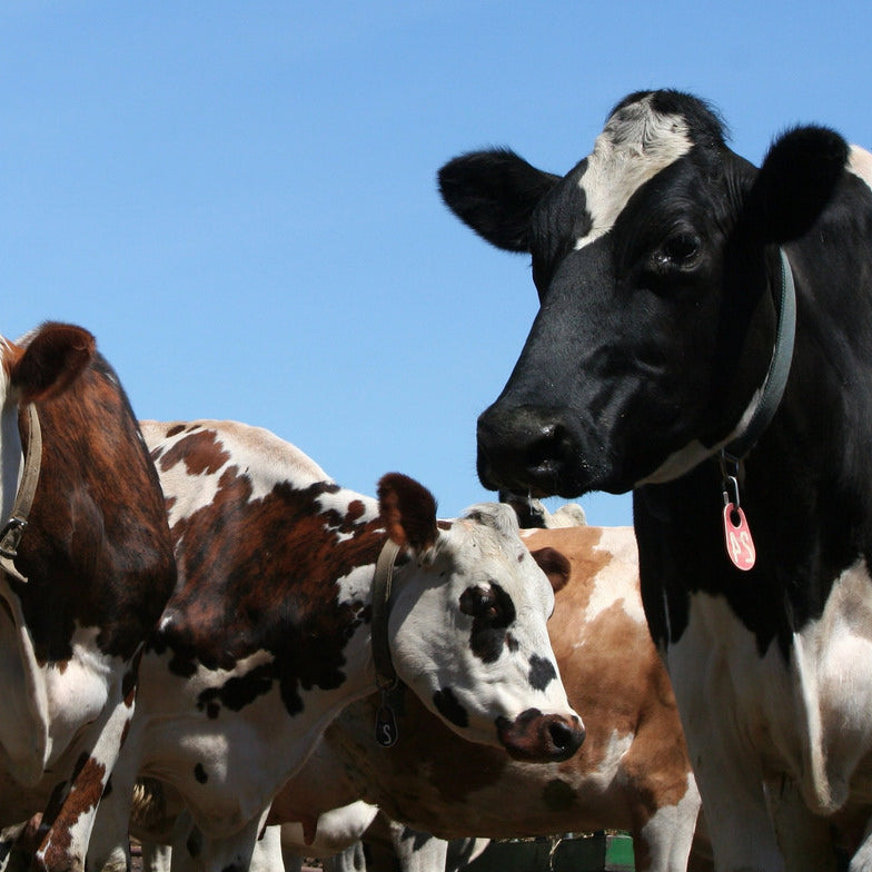 How Livestock Production Impacts Greenhouse Gas Emissions