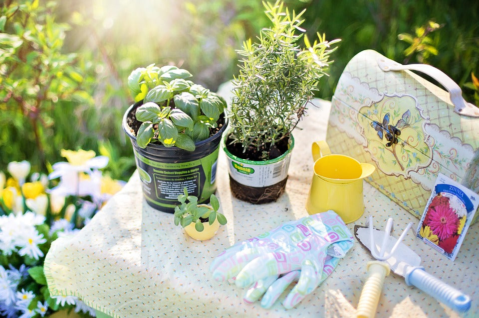 5 Summer Herbs For Your Home Garden