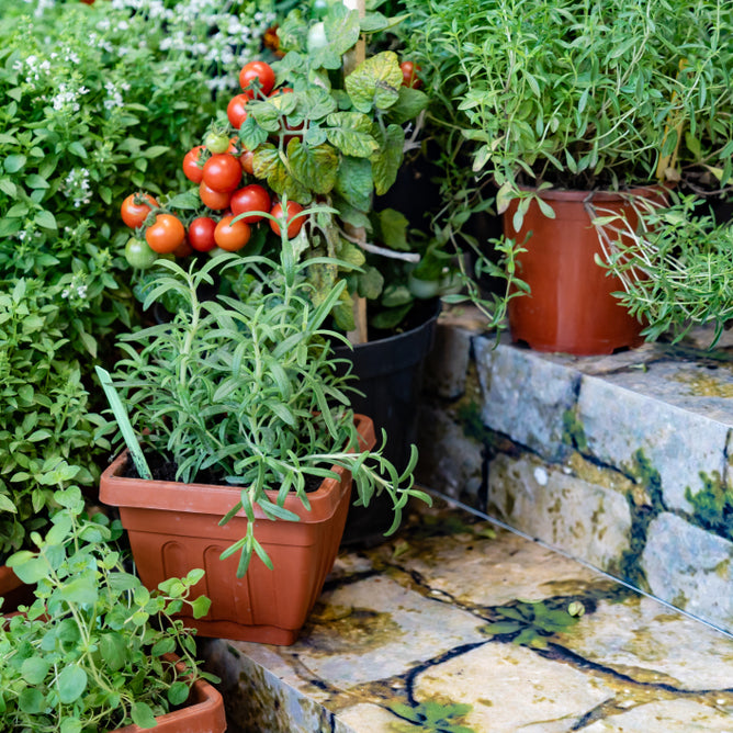 Container vegetable gardening for beginners